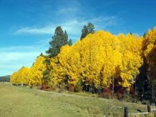 Aspens in Fall