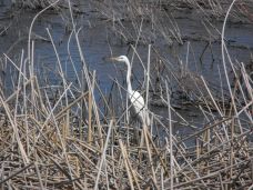 Crane at Upper Klamath Lake NWR