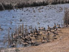 Ducks at Upper Klamath Lake NWR