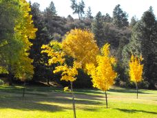 Leaves changing colors