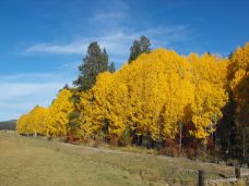 Fall Colors