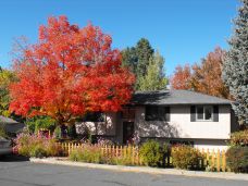 Leaves changing colors