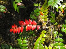 Red Fern at Watson Falls