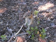 Wizard Island Ground Squirrel